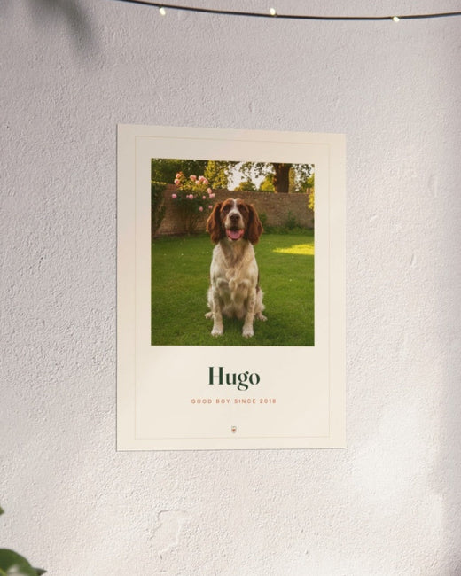 Pet photo print of a spaniel with the example name Hugo